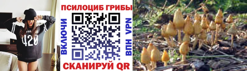 мориарти телеграм  Обоянь  Галлюциногенные грибы Cubensis 